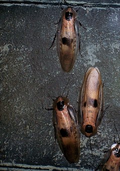 roach 