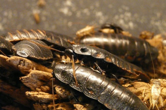 many roaches
