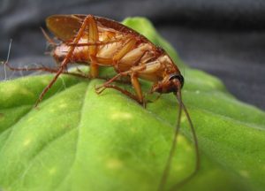 dead roach