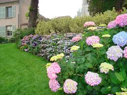 beautiful garden with flowers