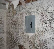 mold on wall